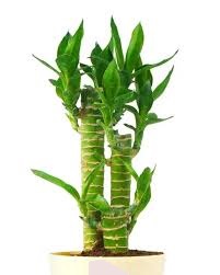 Envio de flores a domicilio